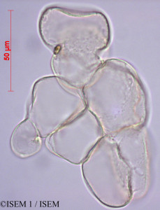 Apocynum androsaemifolium - lame n° 27984